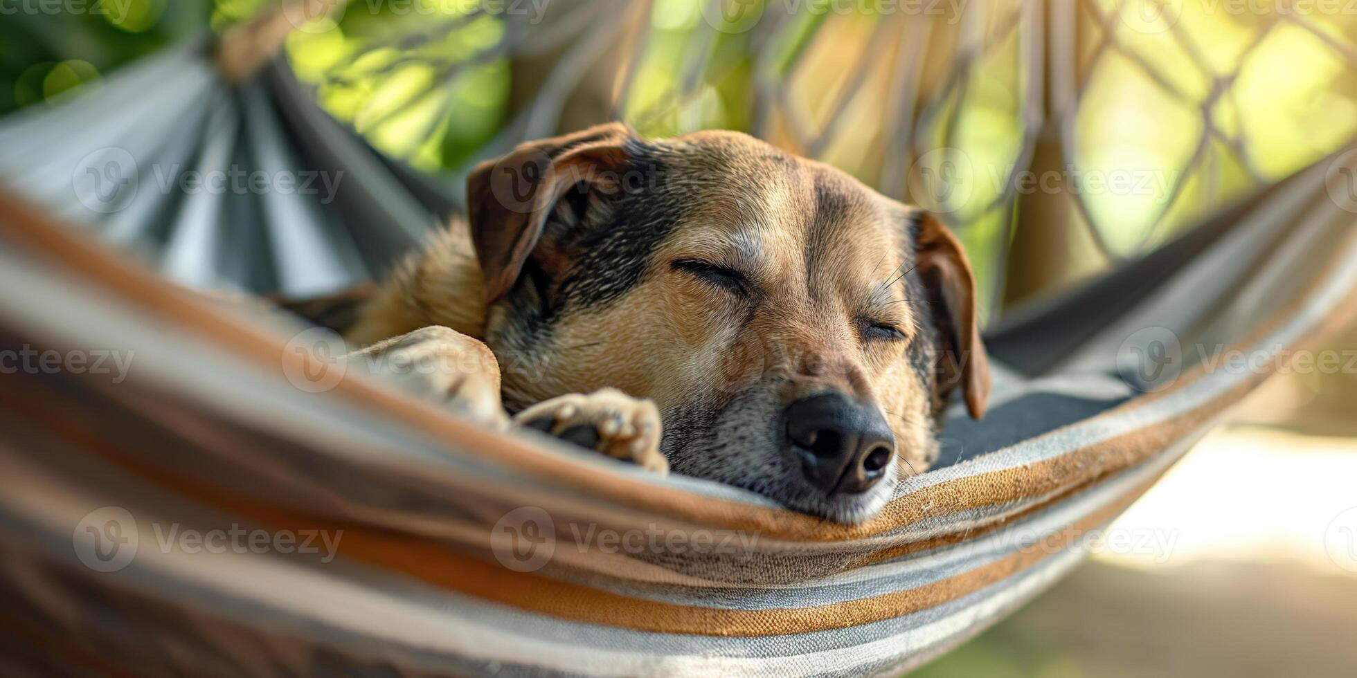 Peaceful Dog Sleeping in a Hammock Outdoors on a Sunny Day photo