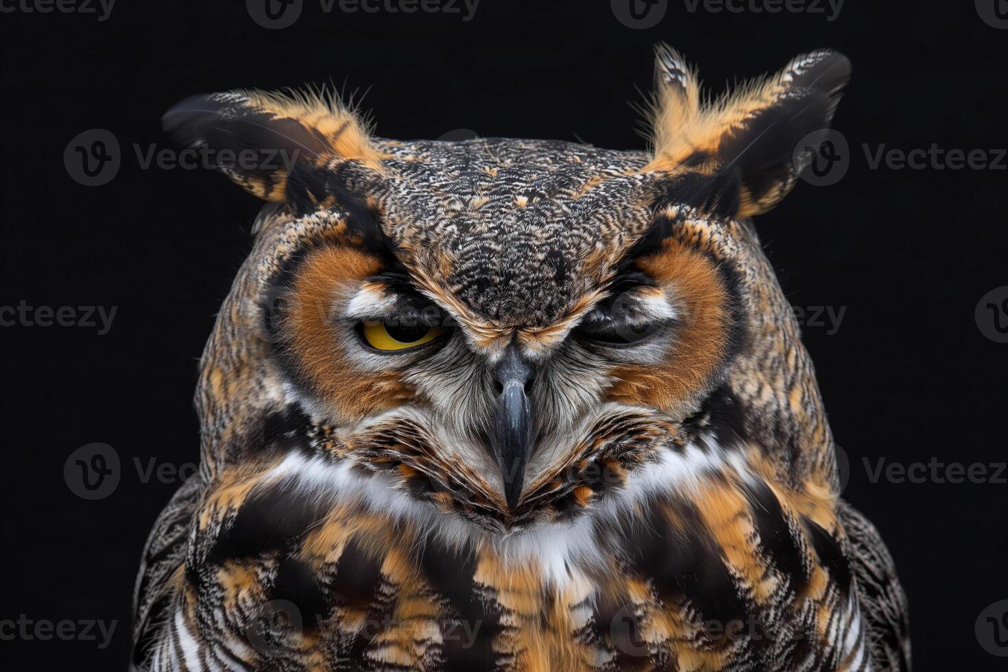 CloseUp Portrait of a Winking Great Horned Owl on Black Background photo