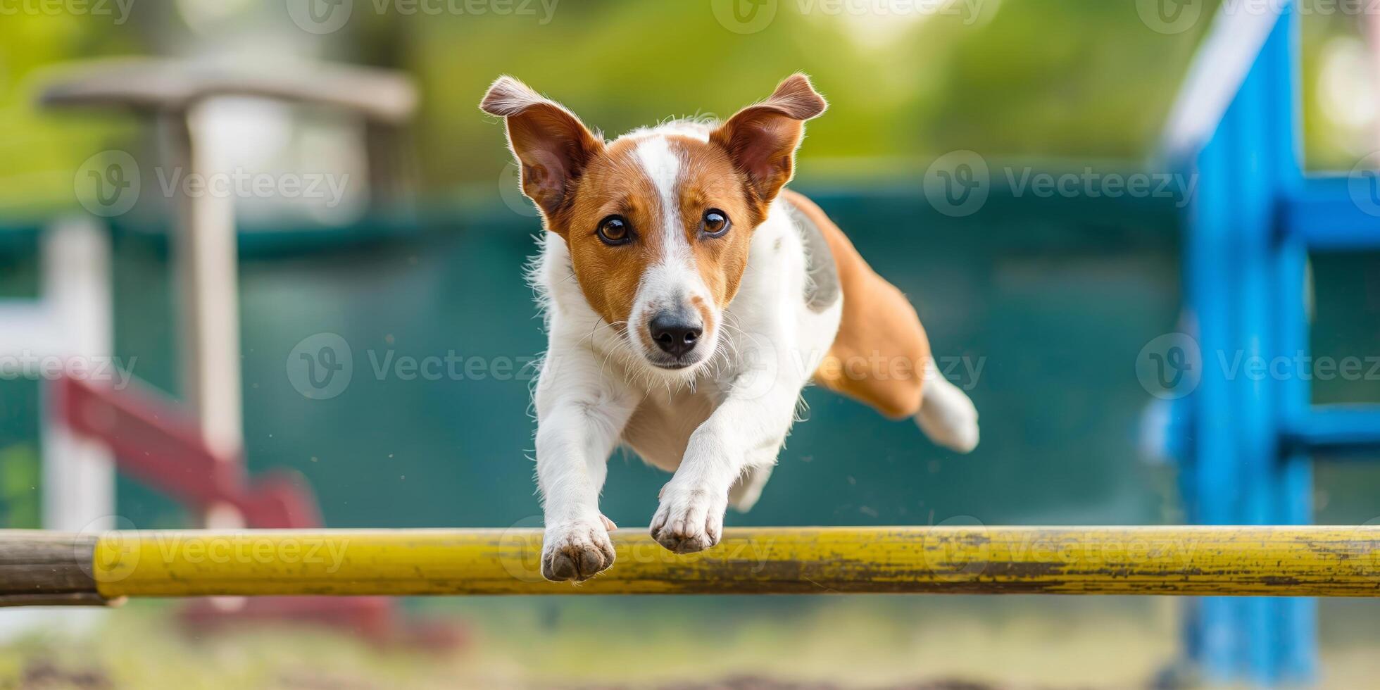 Energetic Jack Russell Terrier Jumping Over a Hurdle in an Outdoor Agility Course photo