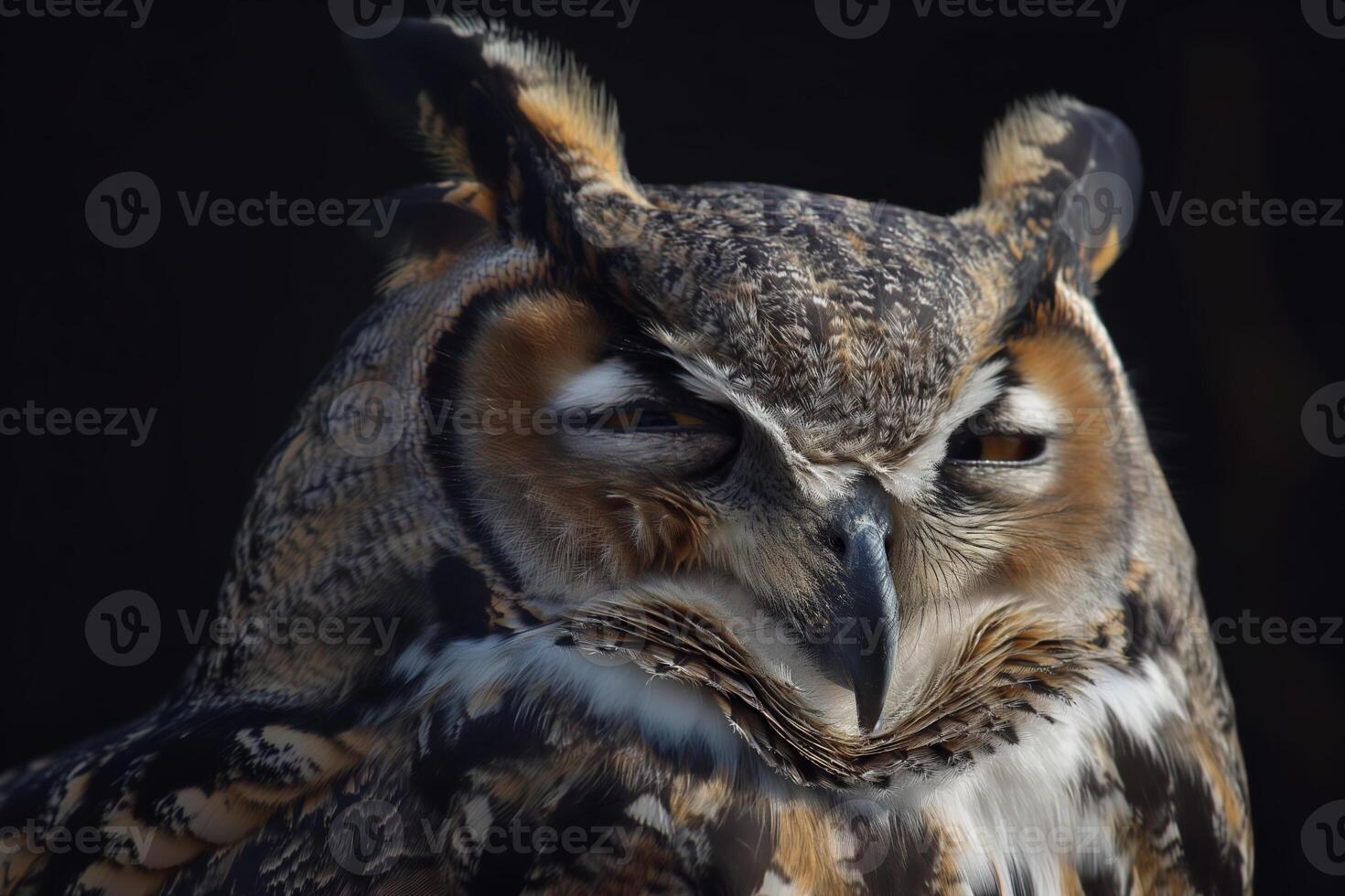 Closeup of a Great Horned Owl with Striking Feathers and Intense Gaze photo