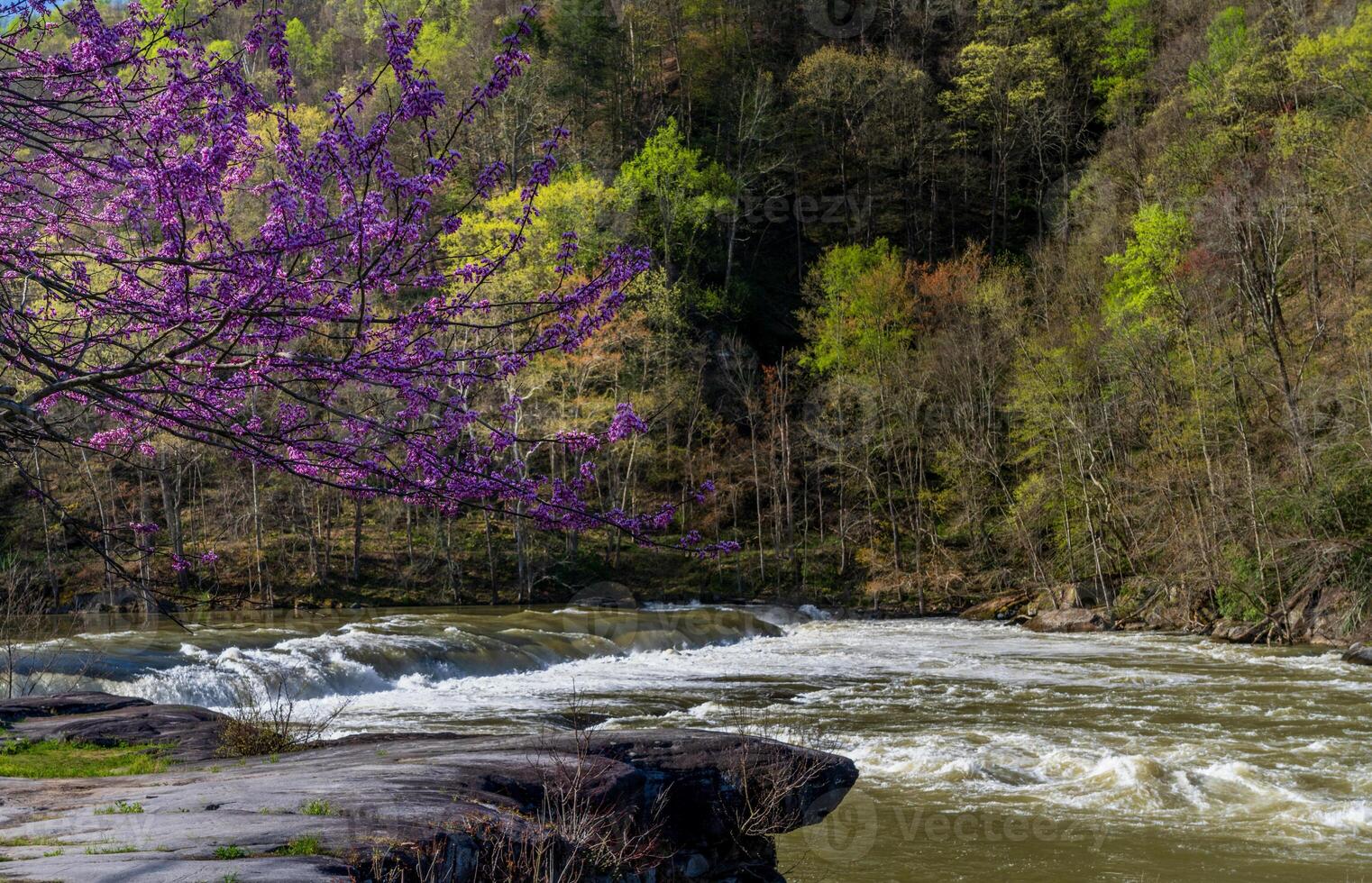 Valley Falls State Park near Fairmont in West Virginia on a colorful and bright spring day with redbud blossoms on the trees photo