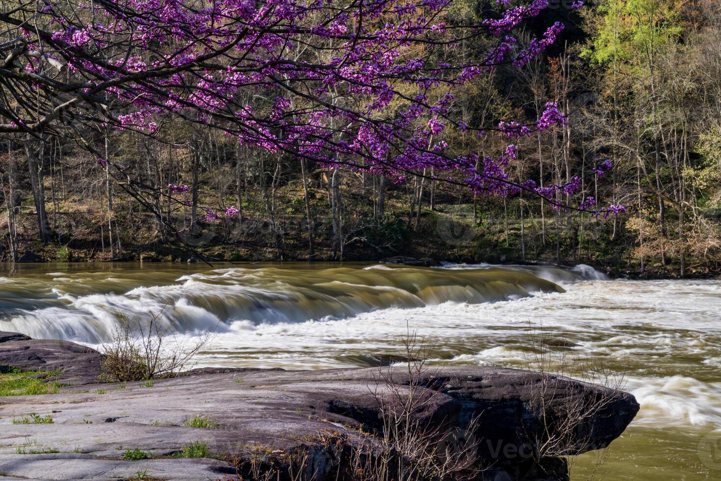 Valley Falls State Park near Fairmont in West Virginia on a colorful and bright spring day with redbud blossoms on the trees photo