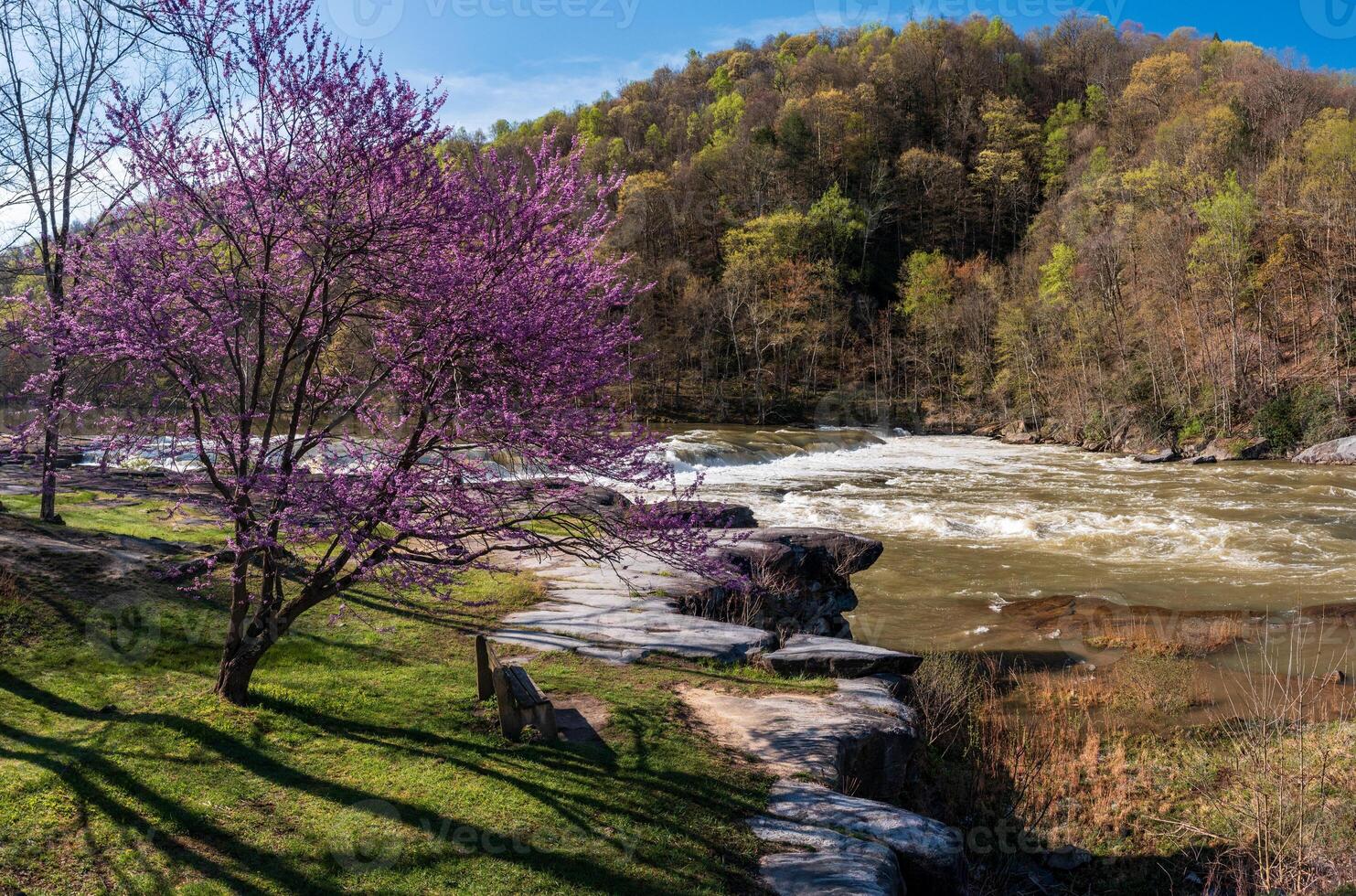 Valley Falls State Park near Fairmont in West Virginia on a colorful and bright spring day with redbud blossoms on the trees photo