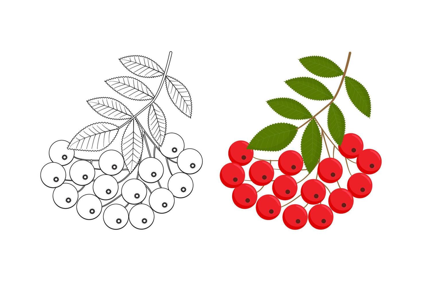 Rowanberry branch isolated illustration. Great for coloring books for adults. Perfect as a design element for postcards, invitations, t-shirt prints and wall art. vector