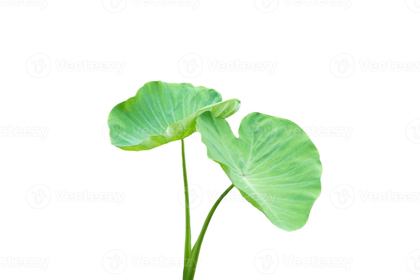 Green leaves of Elephant Ear Plant isolated on white background. Concept, botaincal plant. Herbaceous perennial plants with corm the same as taro roots below the ground. photo