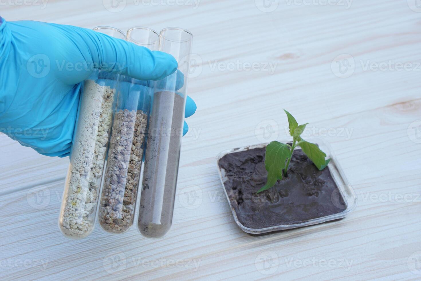 Closeup hand wears blue glove hold test tubes that contain sample soil. Concept, soil quality inspection, research and science experiment. Laboratory. Find the best from different soil type and source photo