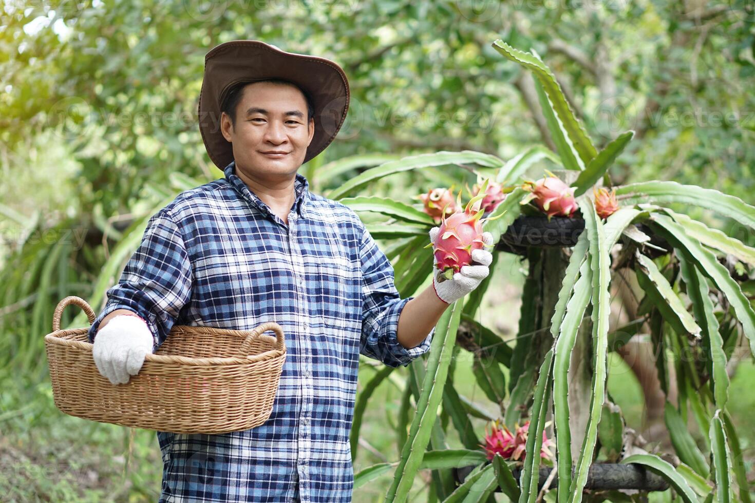 Handsome Asian man gardener, hold basket and picks dragon fruit in garden. Concept, agriculture occupation. Thai farmer grow organic fruits for eating, sharing or selling in community. Local lifestyle photo