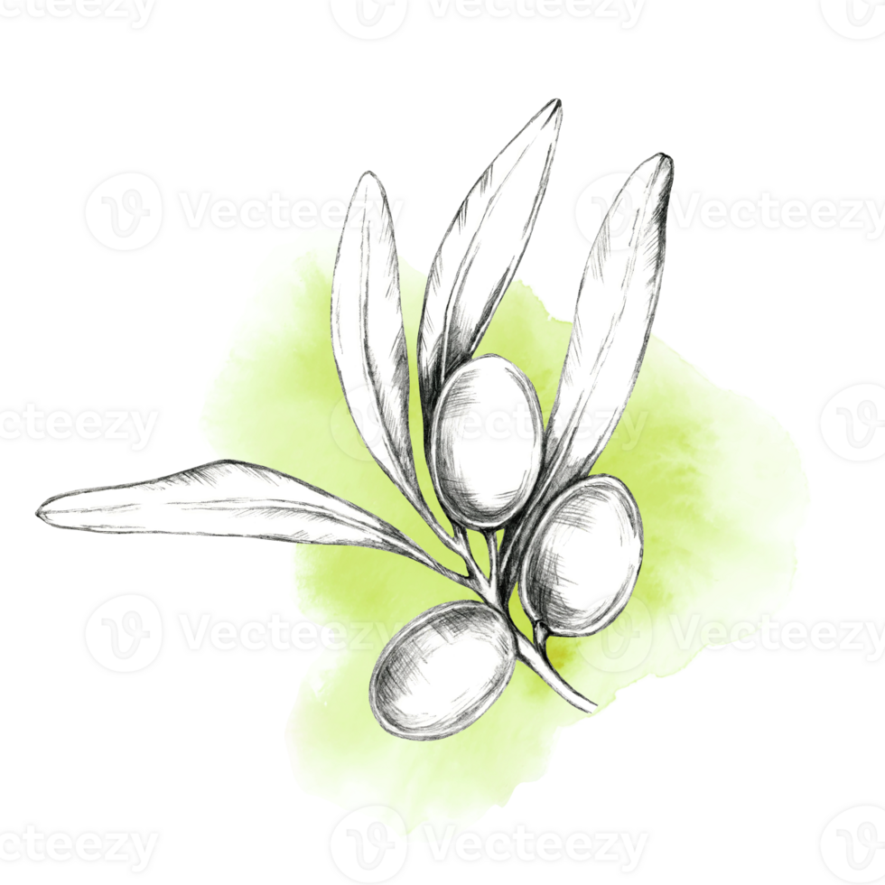Hand-drawn olive branch with three detailed olives, highlighted by a pale green watercolor background. Isolated clipart for use in organic food product design, skincare or artisanal soap packaging png