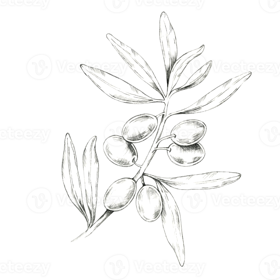 Olive branch with multiple olives and delicate leaves. Pencil drawing clipart for use in natural beauty product packaging, artisanal olive oil labels, or eco-friendly cosmetic branding png