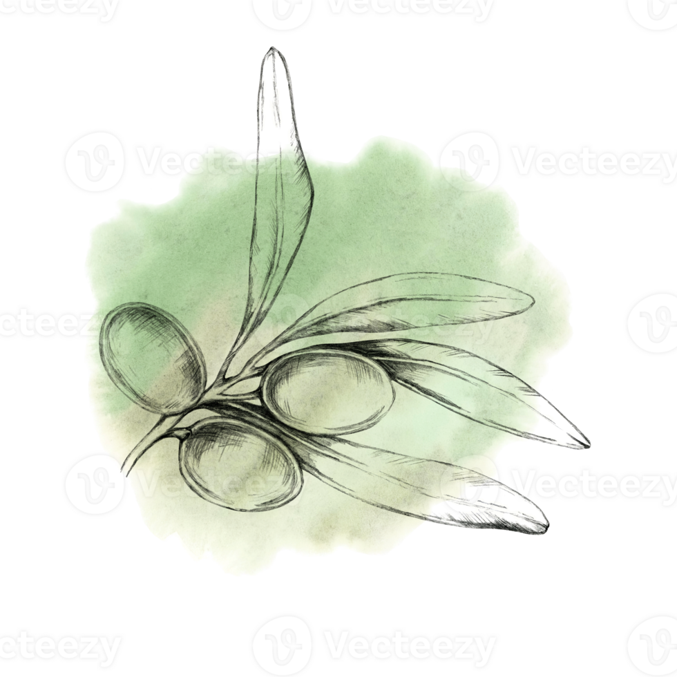 Pencil-drawn olive branch with three olives against a soft green watercolor splash. Watercolor illustration for natural product branding, as olive oil labels, soap packaging, or eco-friendly cosmetics png