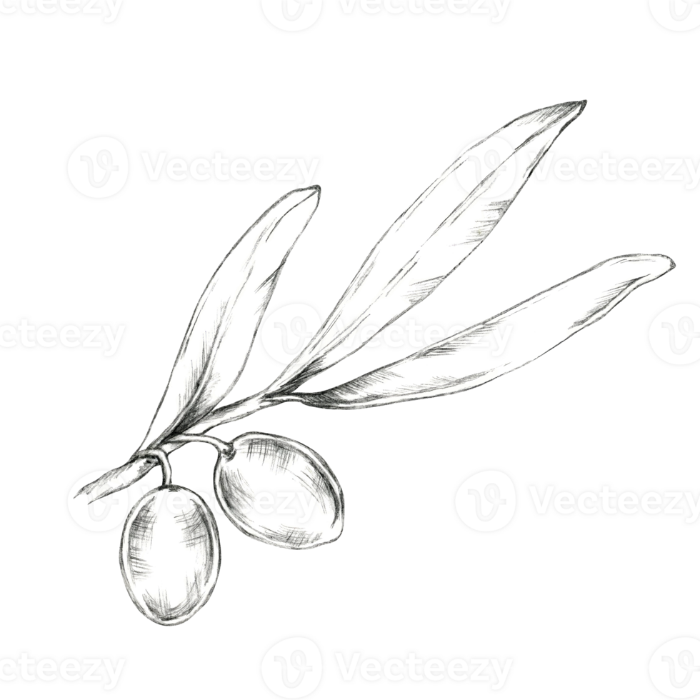 Olive branch with two large olives and slender leaves. Isolated Pencil drawing clipart for use in organic product packaging, especially for olive-based oils, skincare, or handmade soaps png