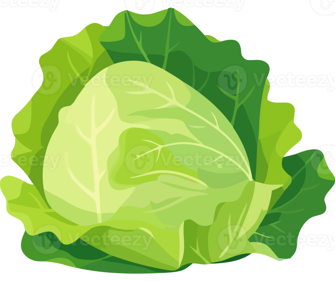 Cabbage clip art png