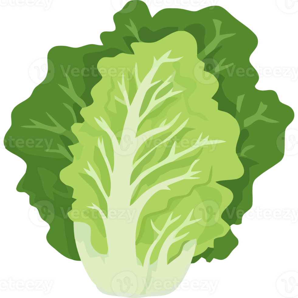 A green leafy vegetable is shown on a white background png