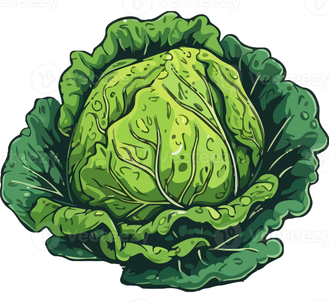 A green cabbage on a black background png