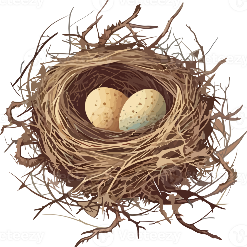 A bird's nest with two eggs in it png