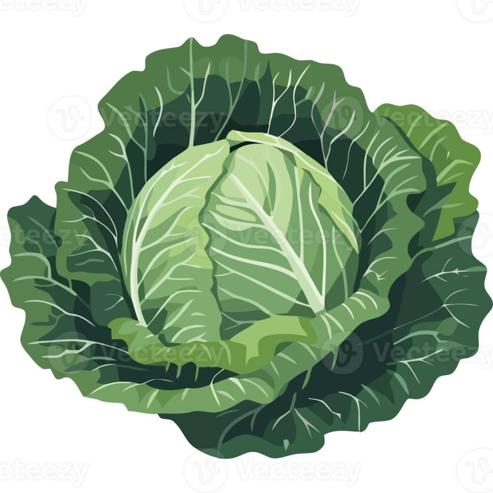 A cabbage is shown on a black background png