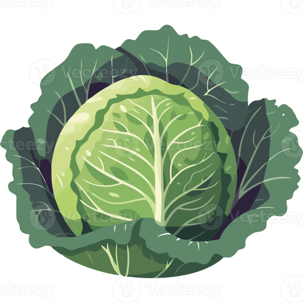 A cabbage is shown in this illustration png