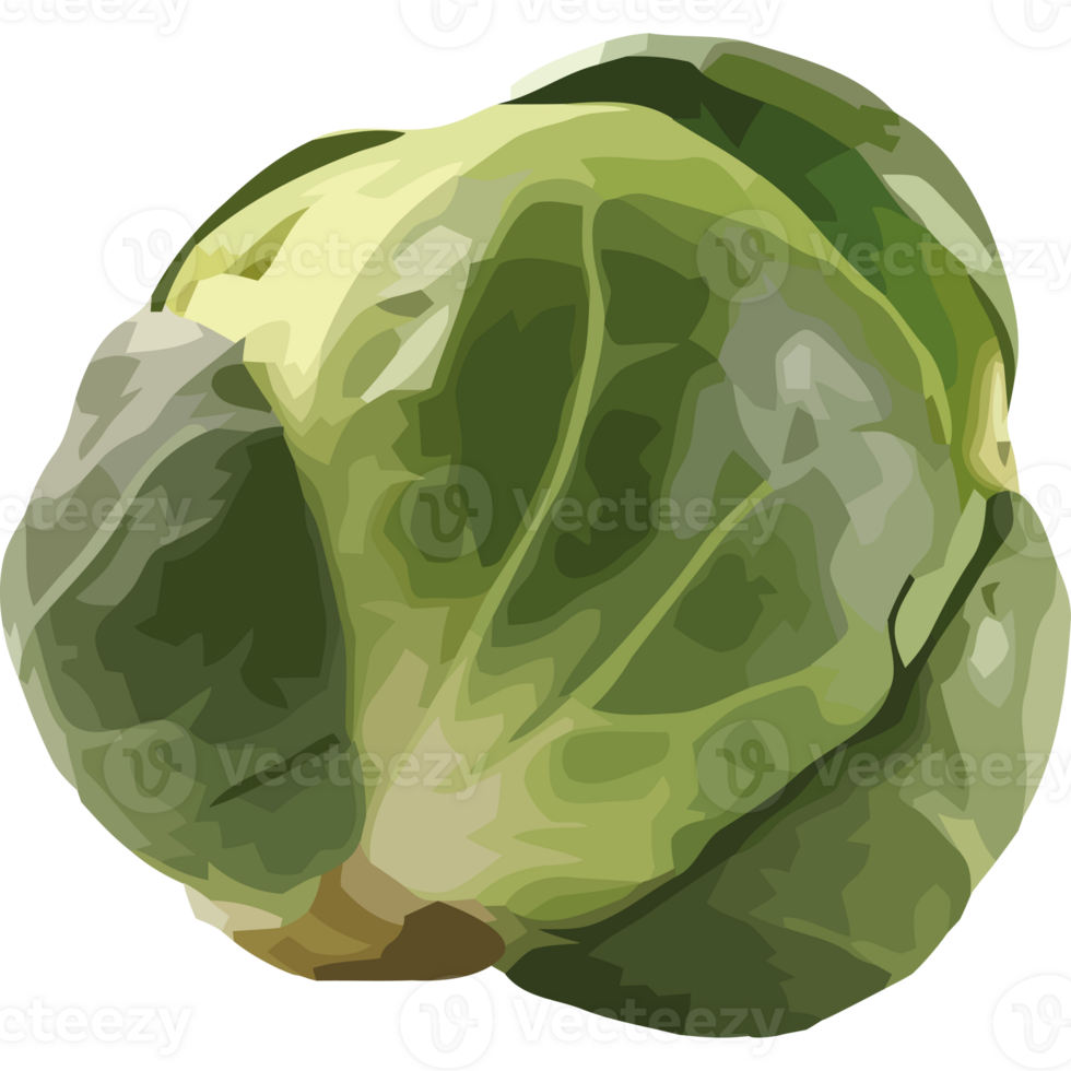 A cartoon illustration of a brussel sprout png