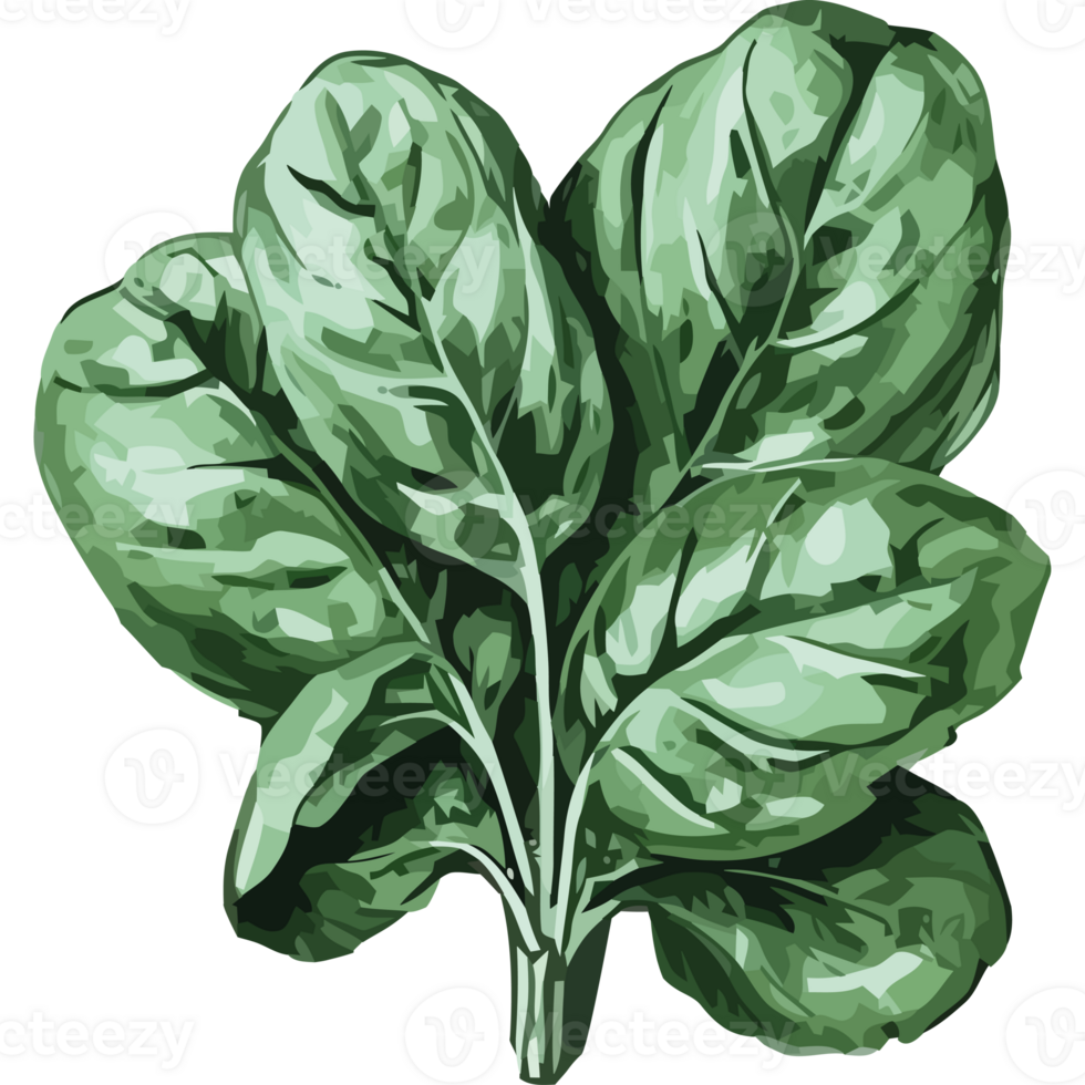 A green leaf on a black background png