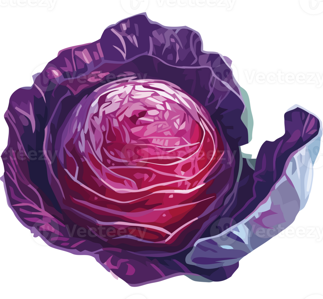 A purple cabbage is shown on a black background png