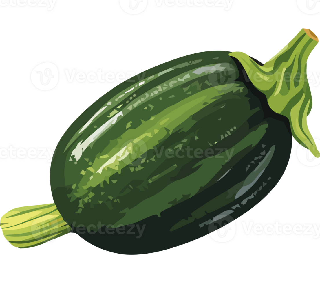 An illustration of a zucchini png