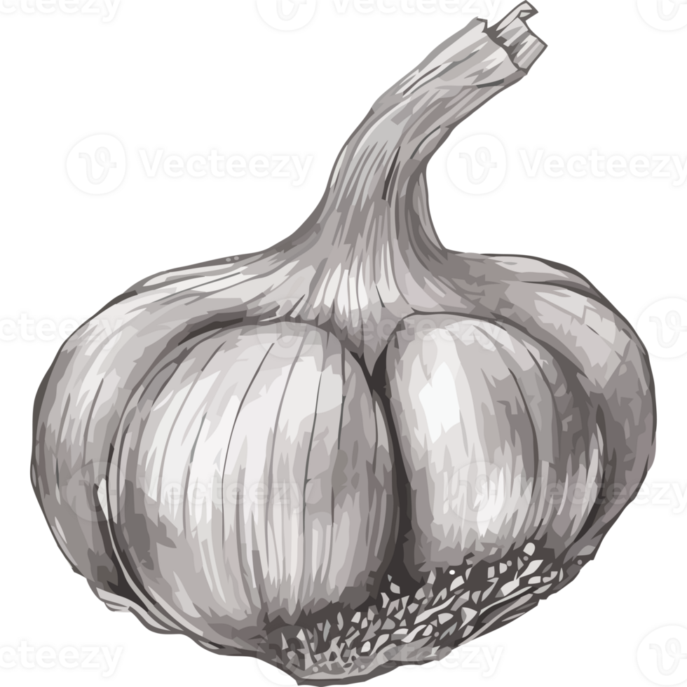 A drawing of a garlic bulb on a black background png