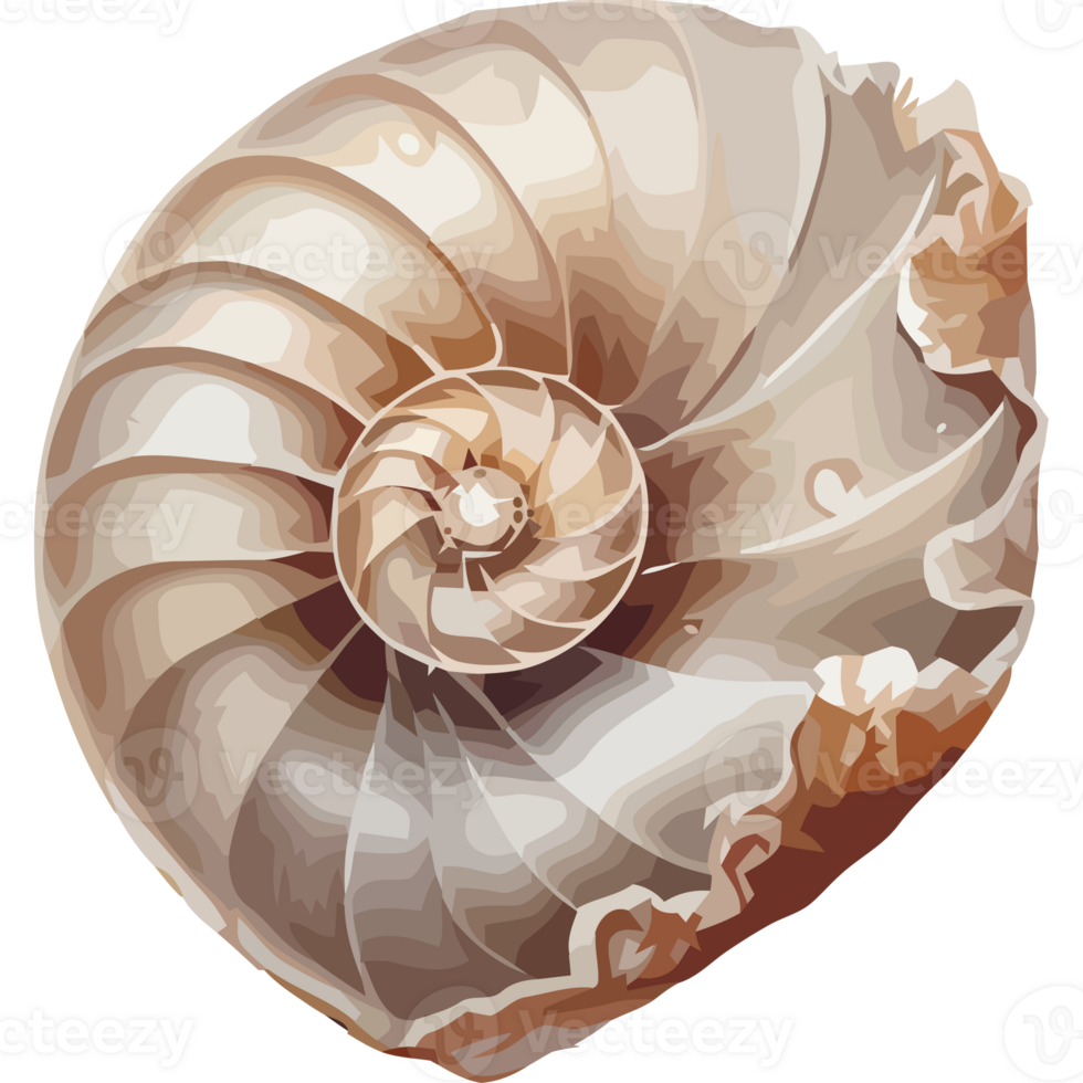 A shell with a spiral pattern on it png