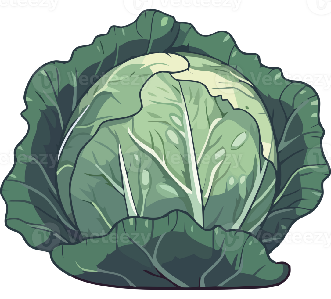 A cartoon cabbage with leaves on it png