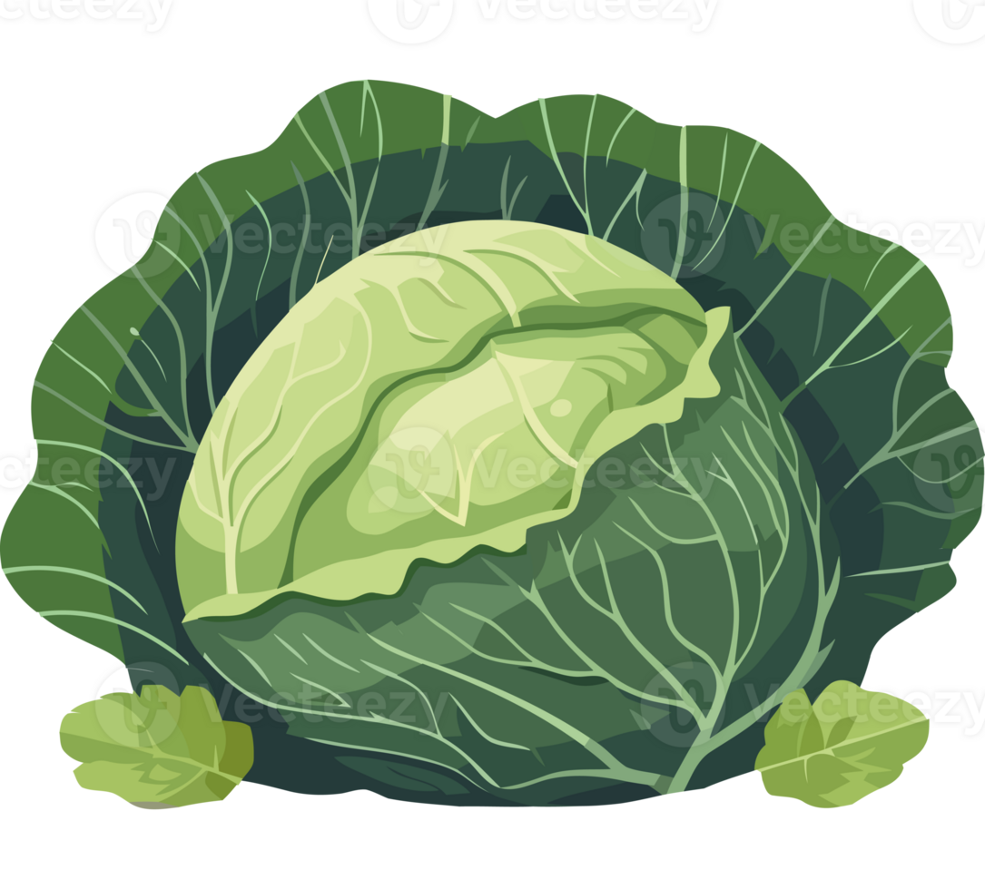 Cabbage icon with leaves and leaves png