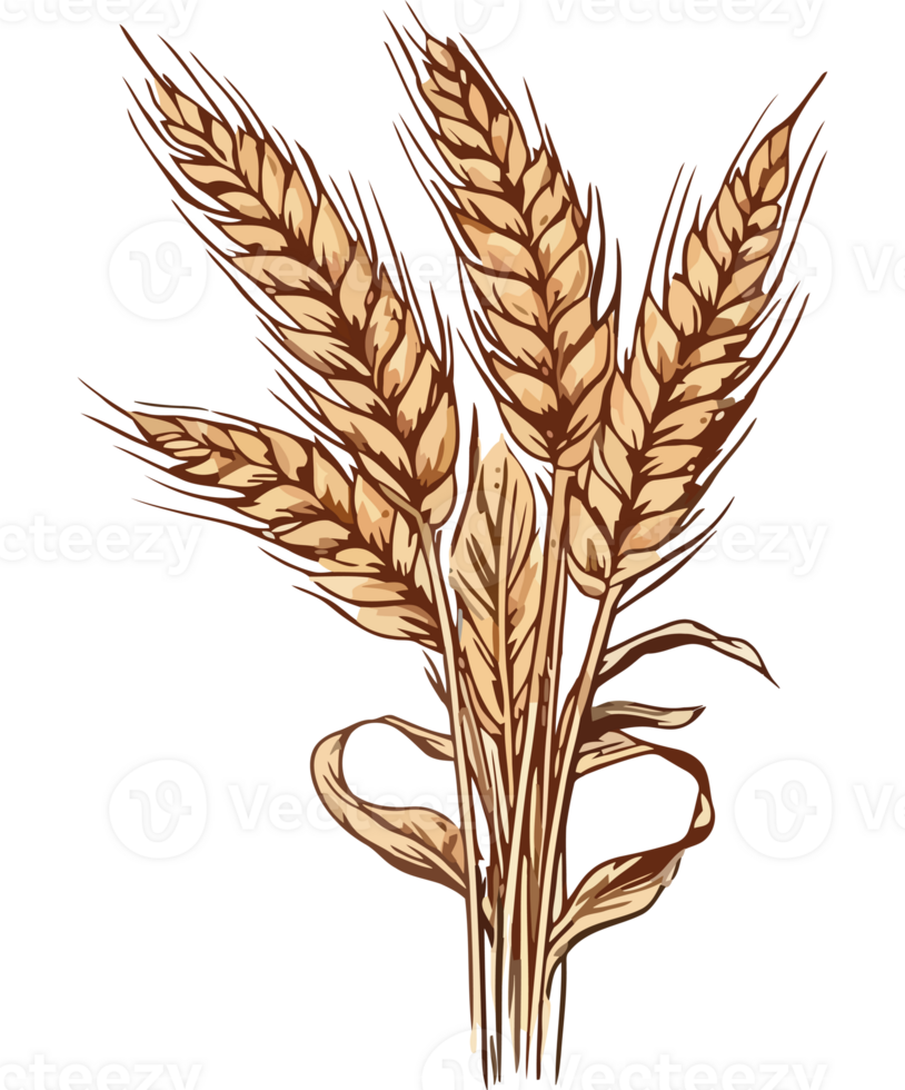 A bunch of wheat on a black background png