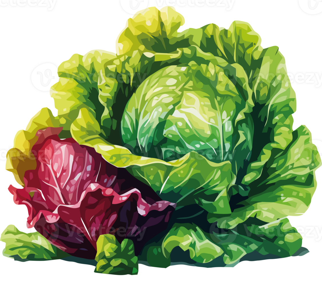 A green and red cabbage is shown png