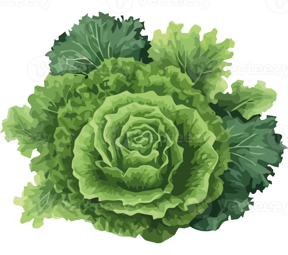 A green cabbage is shown on a black background png