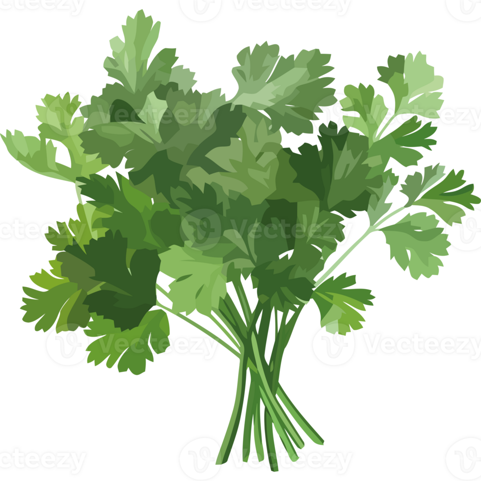 Bunch of parsley on a black background png