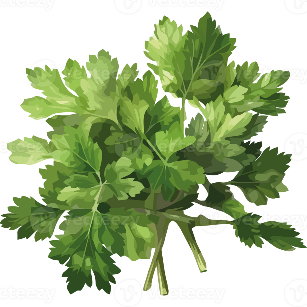 A bunch of parsley on a black background png