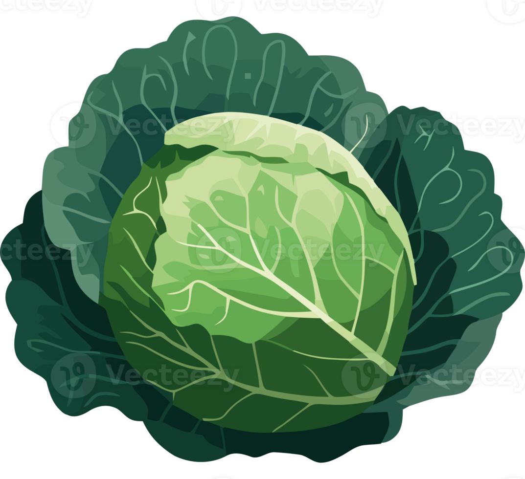 A cabbage is shown on a black background png