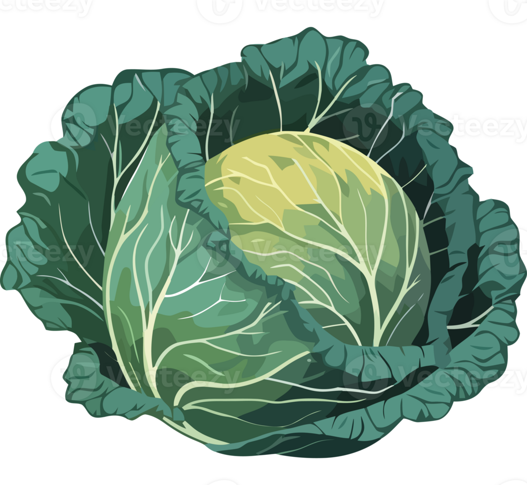 A cabbage is shown on a black background png