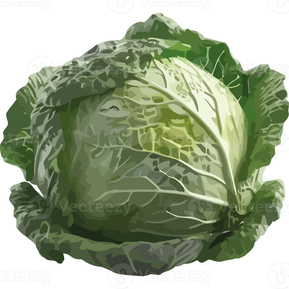 A cabbage is shown on a black background png