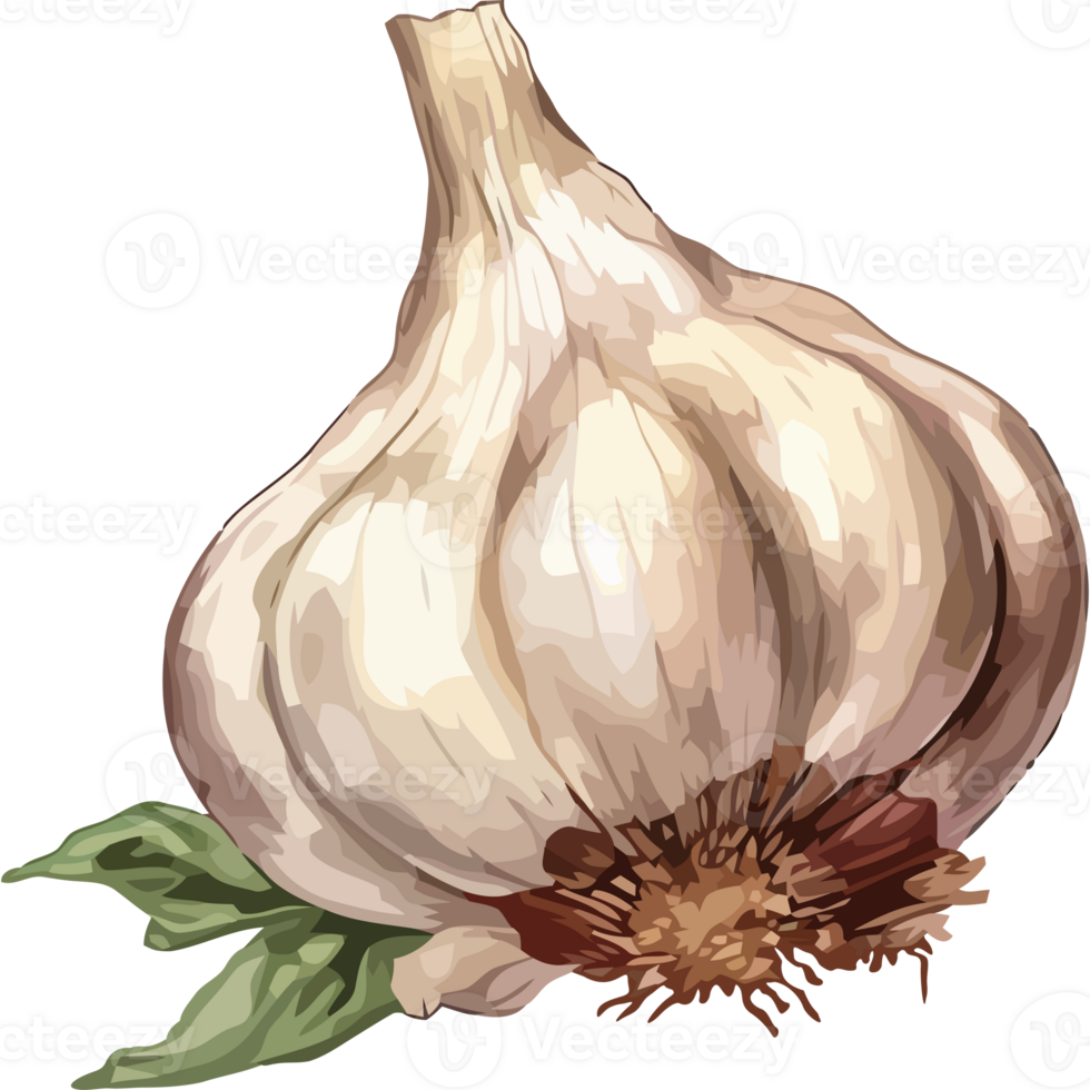 A garlic bulb with leaves on it png