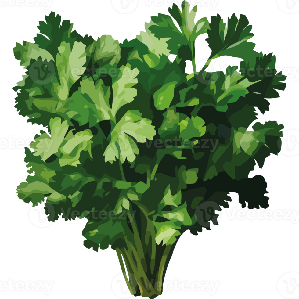A bunch of parsley is shown on a black background png
