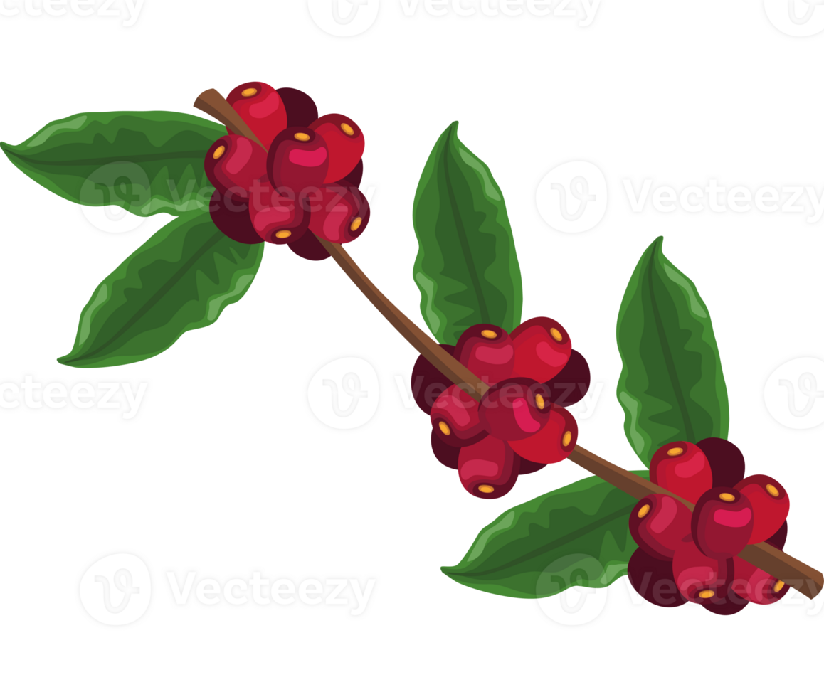 A branch with red berries and leaves png