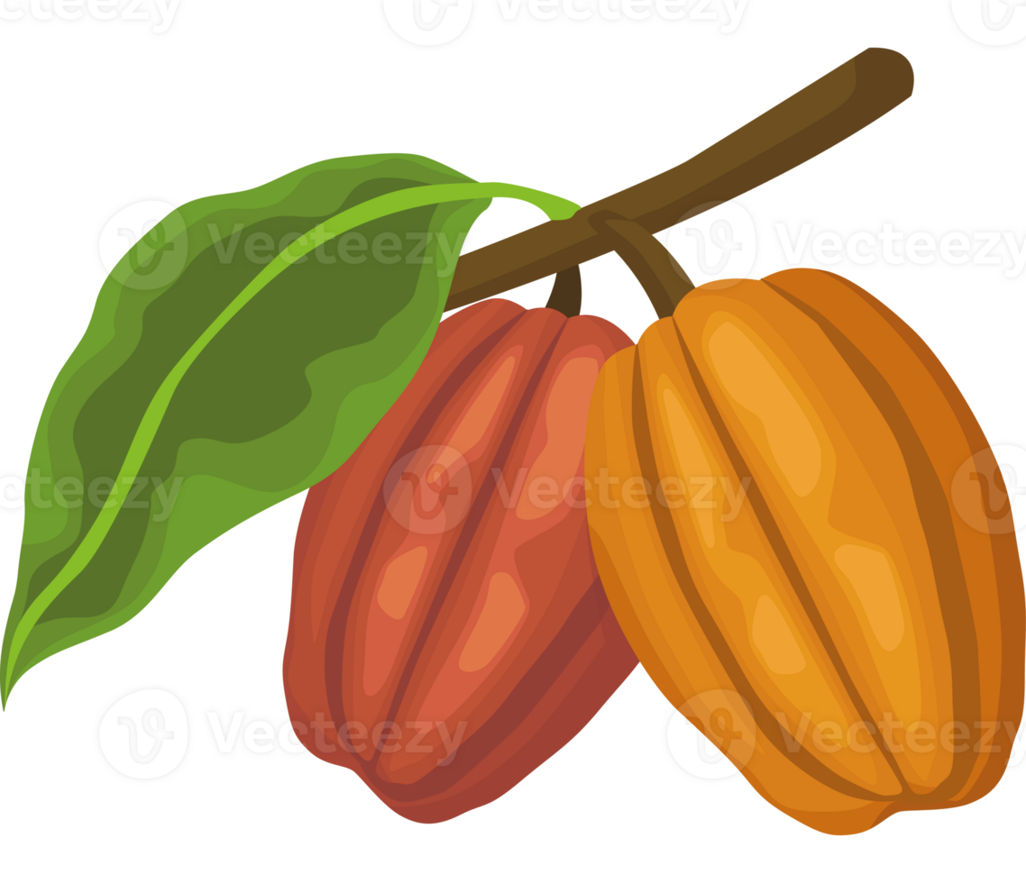 Cocoa beans with leaves and fruit png