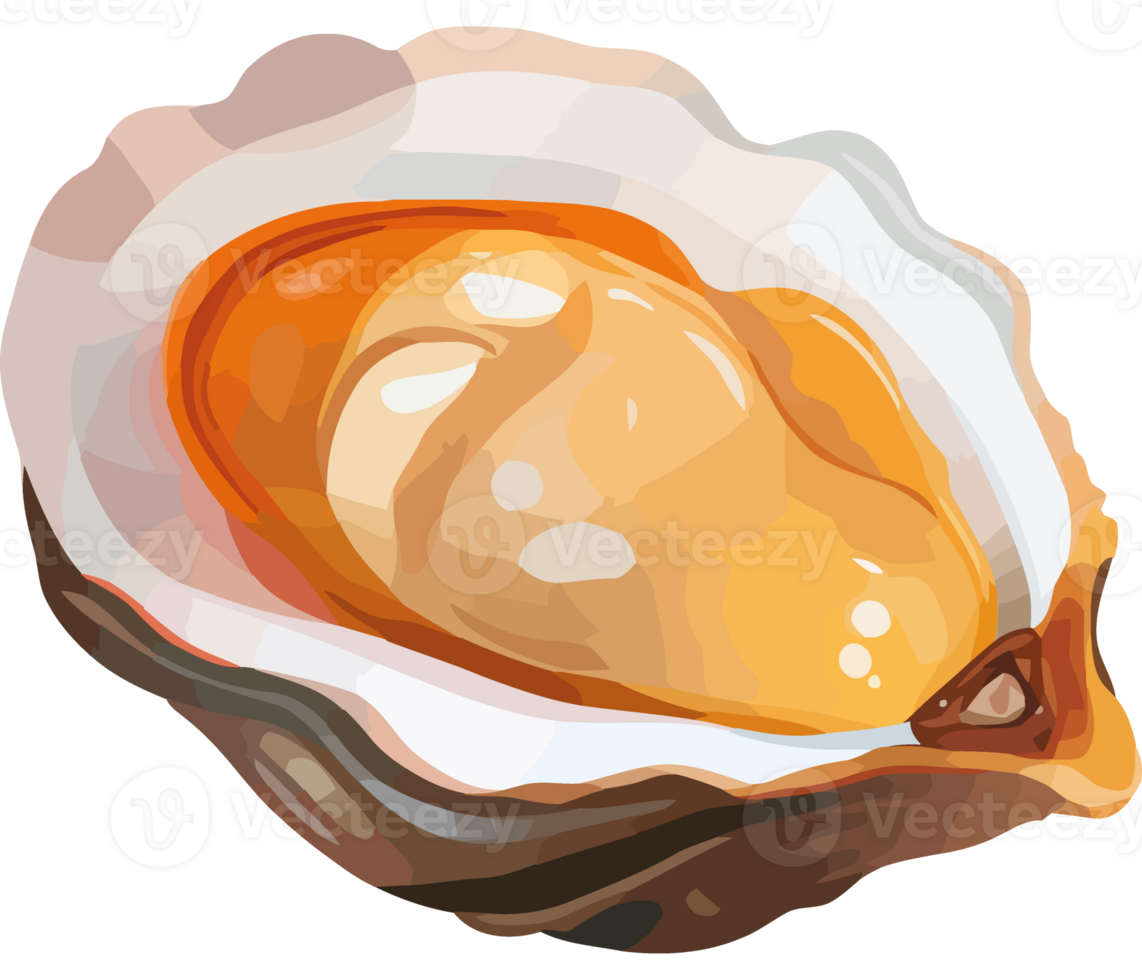 An open oyster shell with a white shell png