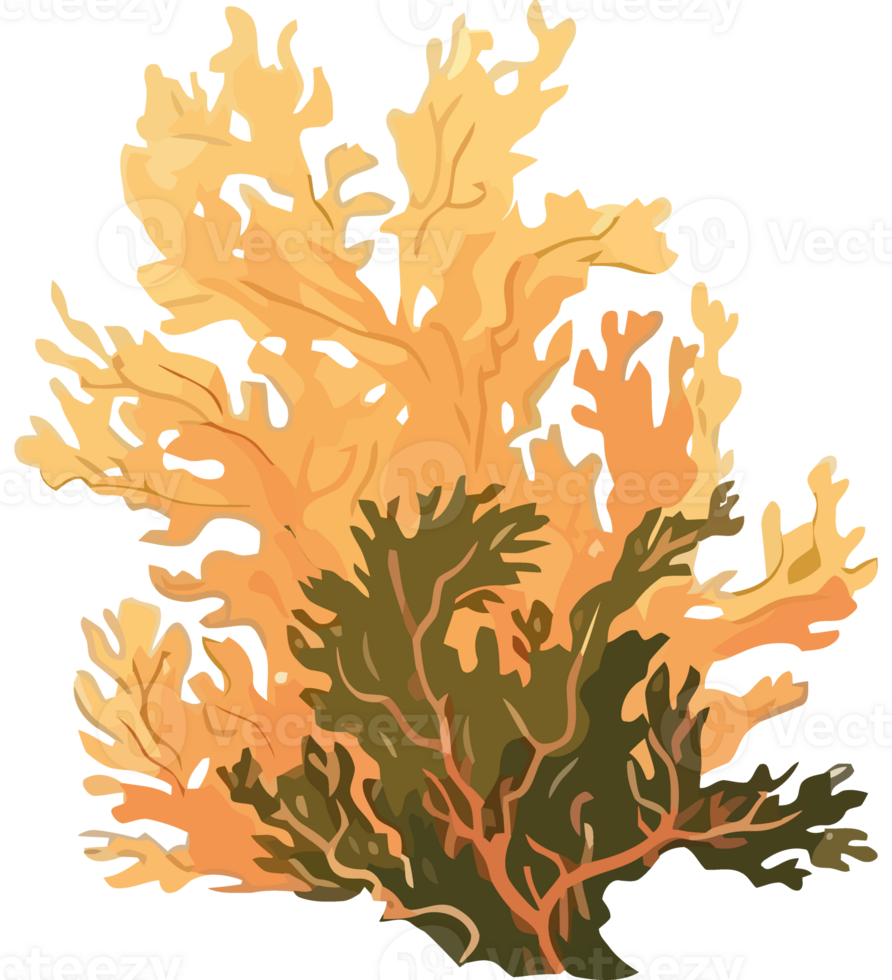An orange coral on a black background png
