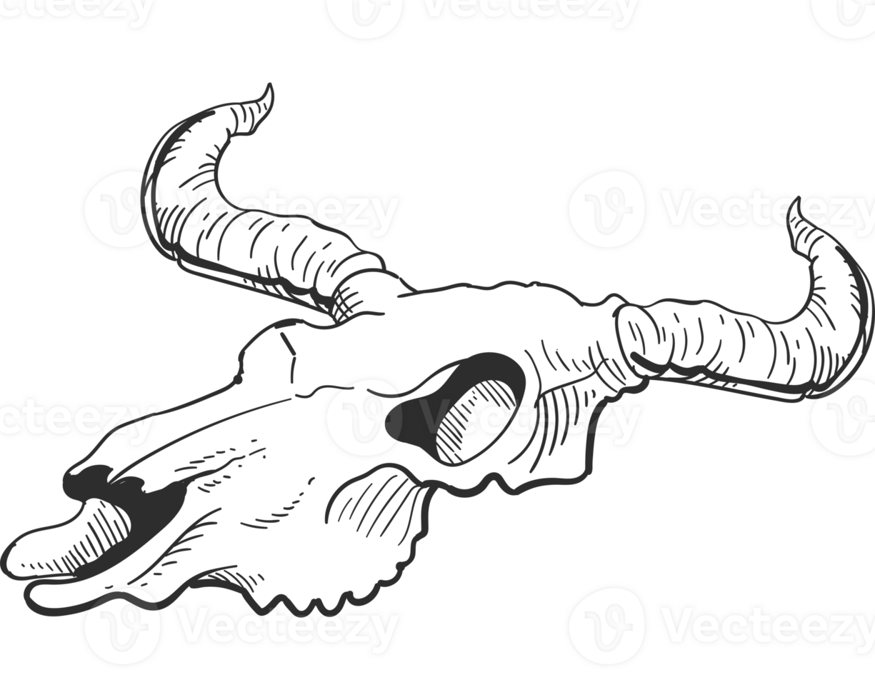 A black and white drawing of a bull skull png