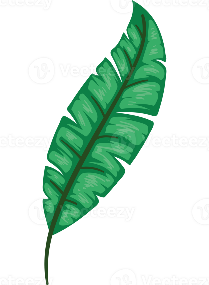 A green leaf on a black background png