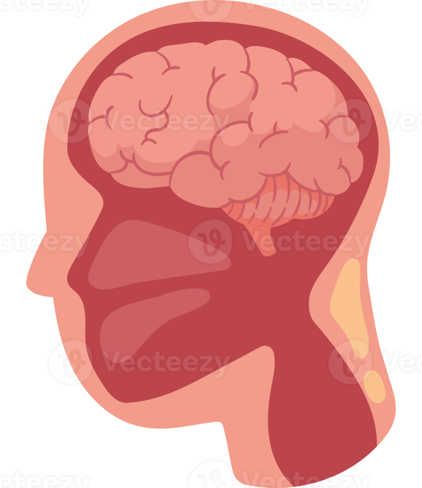 A person's head with a brain in the middle png