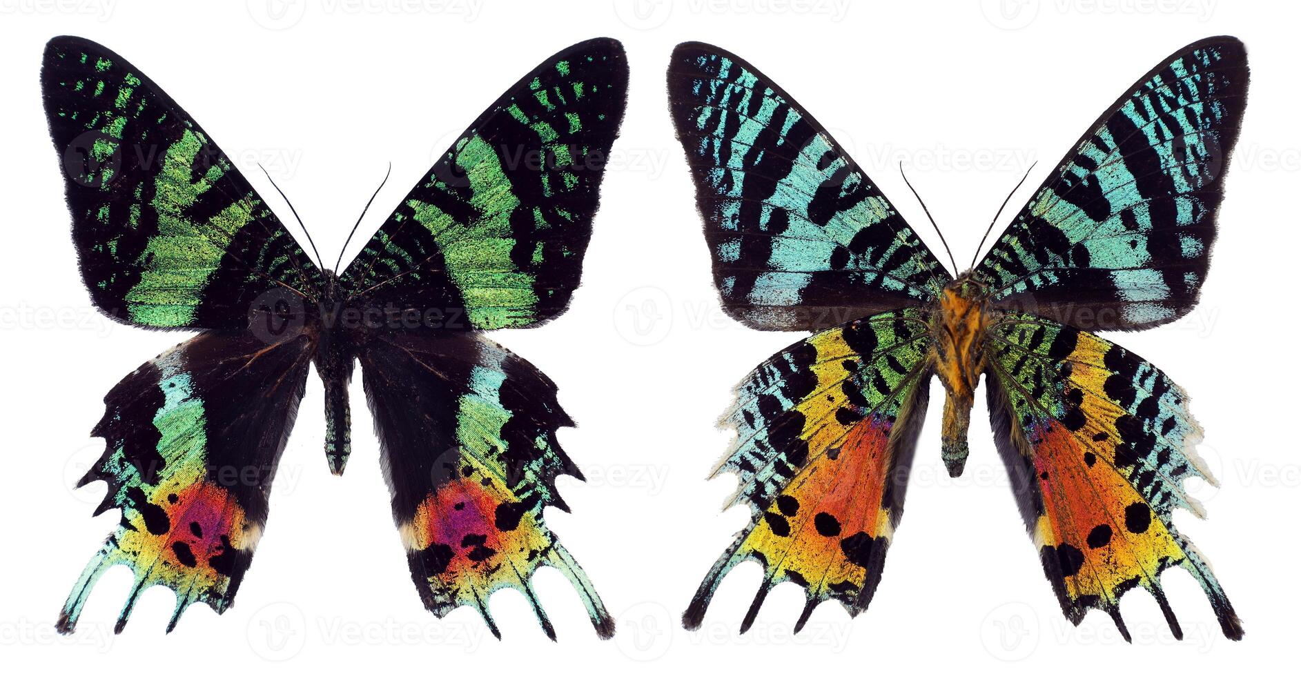 Green red colorful butterfly Urania ripheus Sunset Moth unusual form back side isolated on transparent, close-up, macro. Design element. Lepidoptera, collection butterflies, insects. photo
