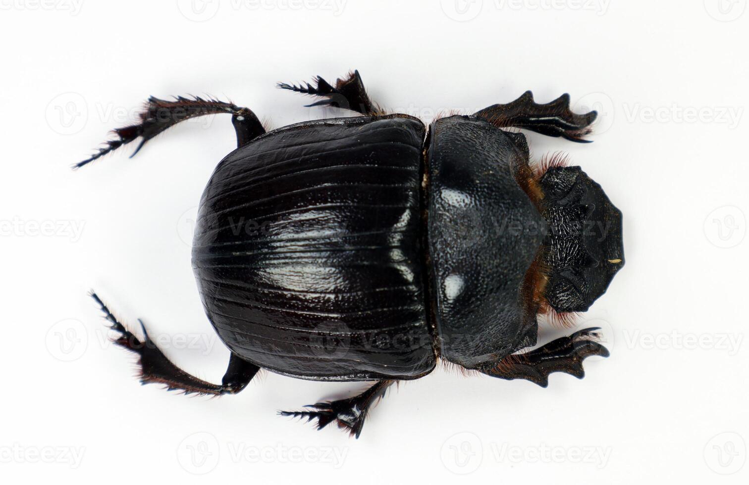 Thai Scarab Beetle beetle Heliocopris dominus isolated on white close-up macro, Scarabaeidae, scarabeus, collection beetles, insects, entomology photo