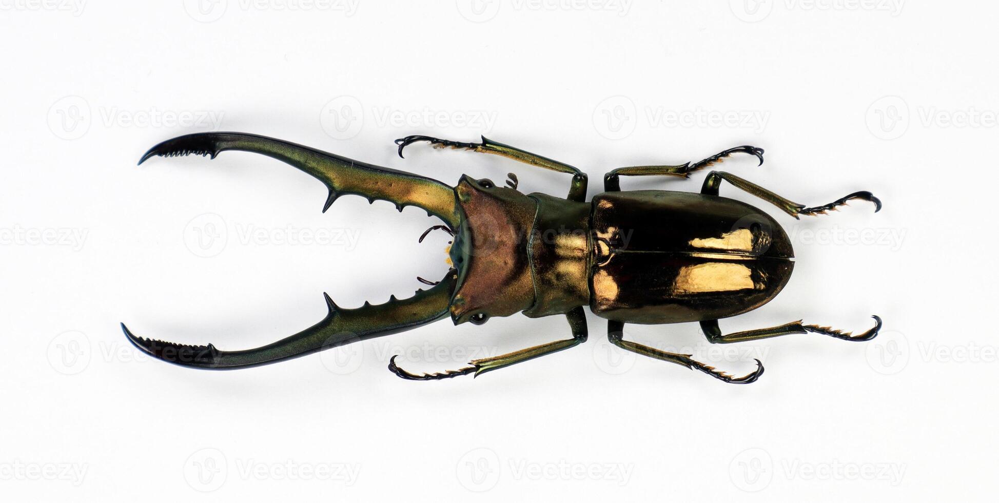 Giant stag beetle with long horns Cyclommatus metallifer isolated on white close-up macro, Lucanidae, lucanus, collection beetles, insects, entomology photo