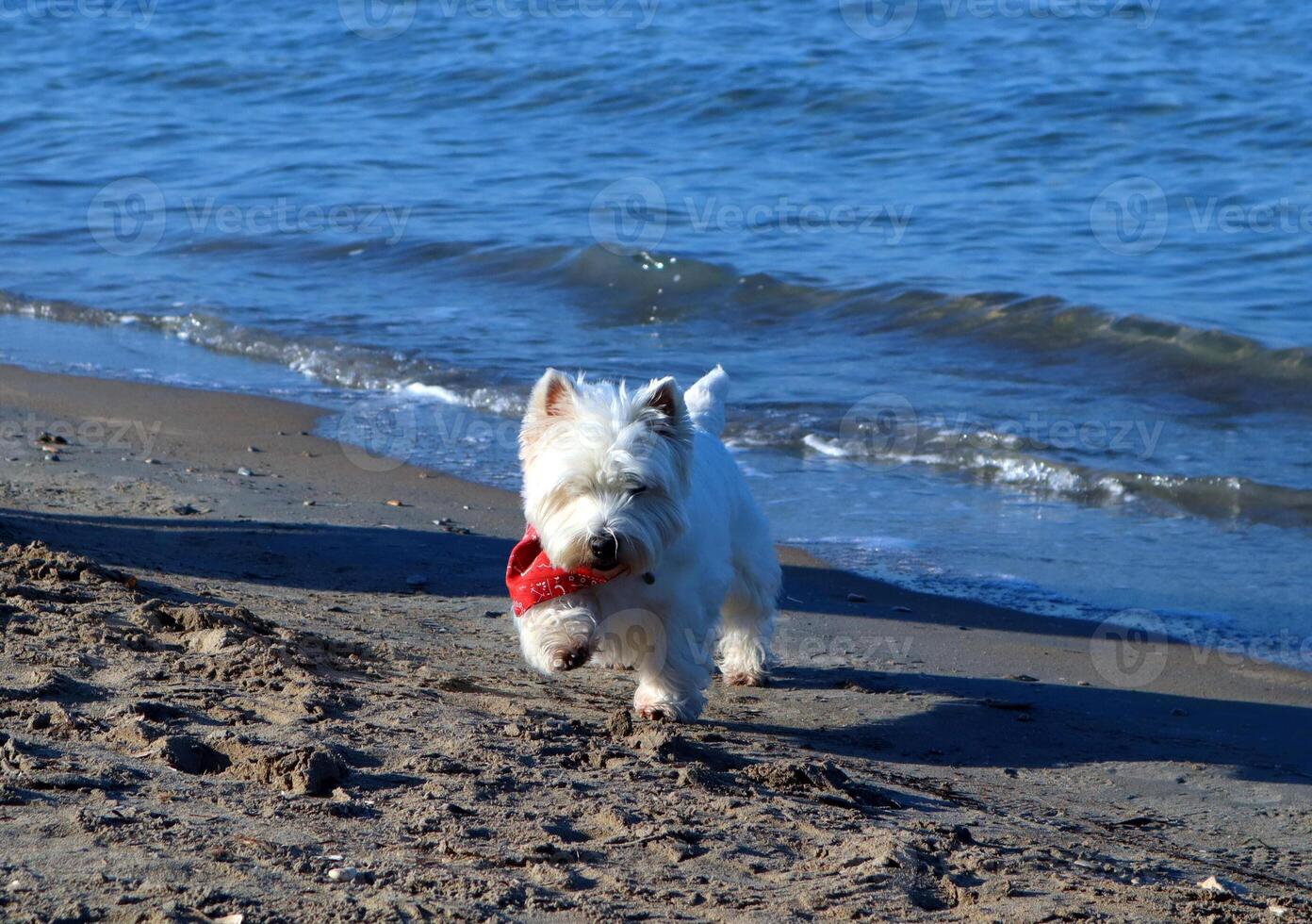 Westie, white small fluffy West Highland White Terrier dog in red scarf walks along the shore of Mediterranean Sea, swims in it and enjoys rest photo